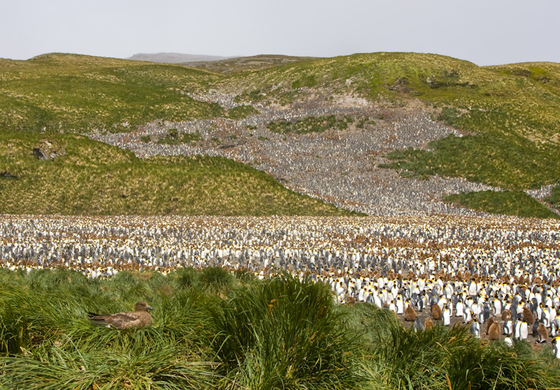 Brown Skua On Nest Overlooking King Penguin Colony